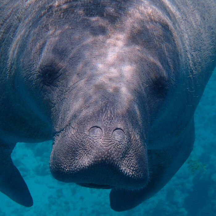 sea cow in Belize