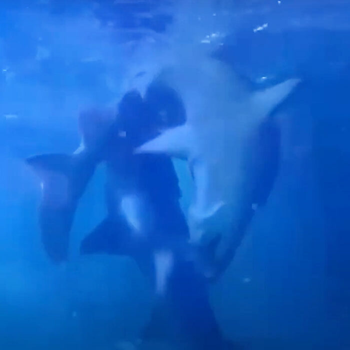 sharks courting