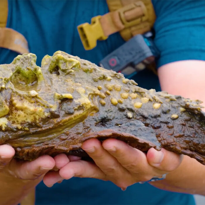 stonefish captured