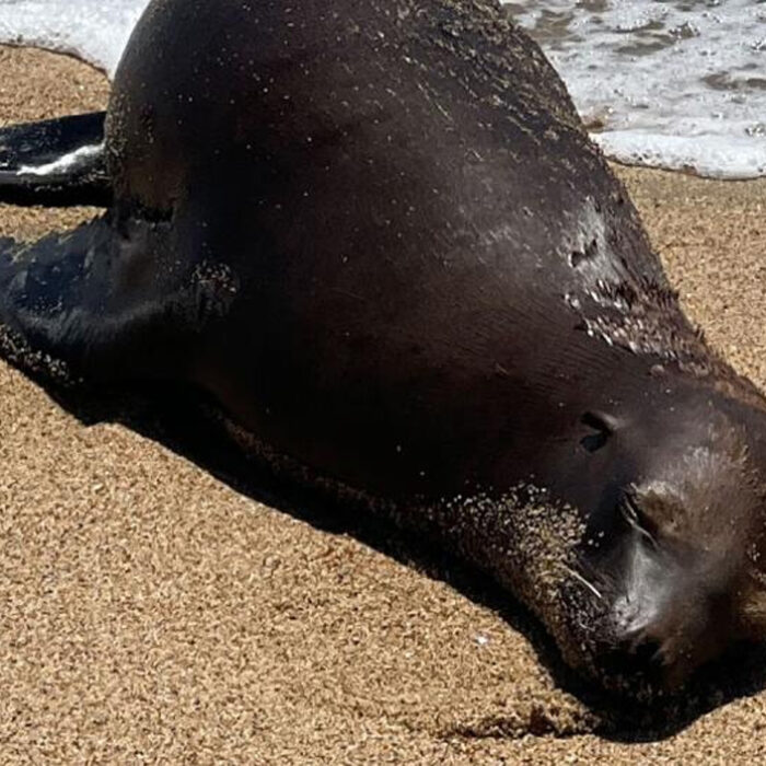 The two-year-old California sea lion was found shot in the back at Bolsa Chica State Beach. Photo: NOAA