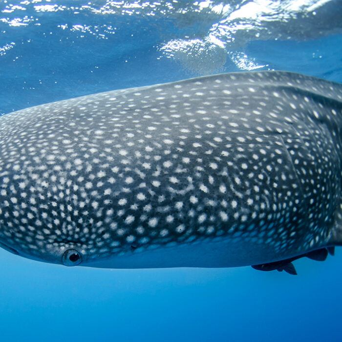 Whale sharks might be finding themselves in the path of ships more often in the future. Photo NOAA Unsplash