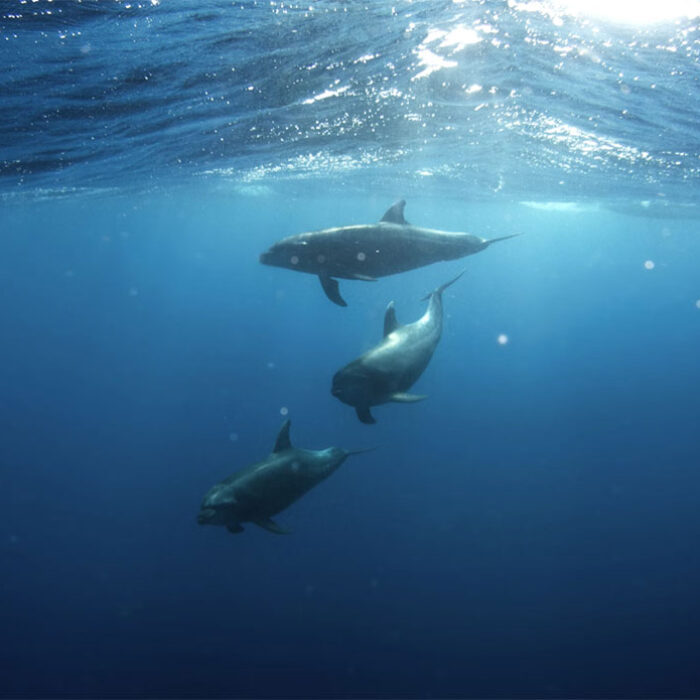 microplastics in dolphins
