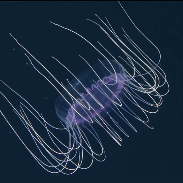 dinner plate jelly