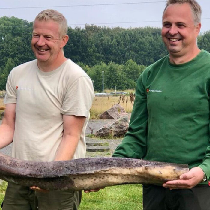 beach cleanup crew finds whale penis