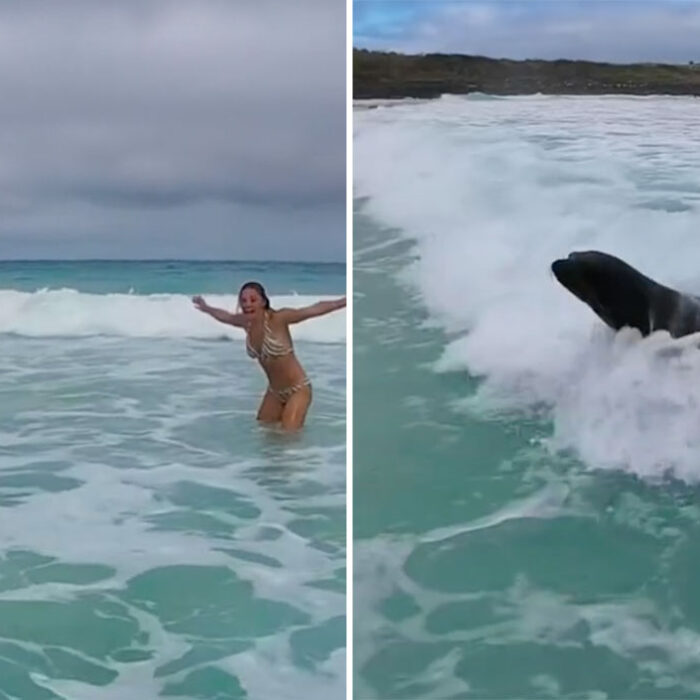 Sea lion body surfing