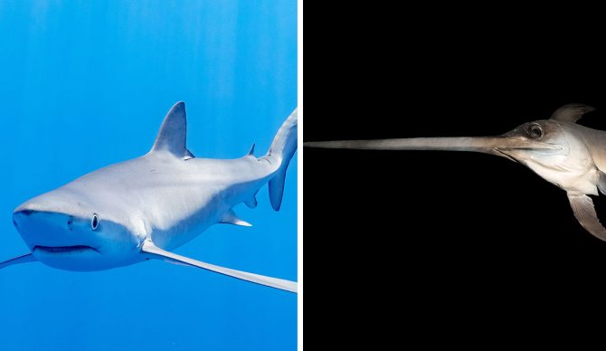 Blue shark and swordfish