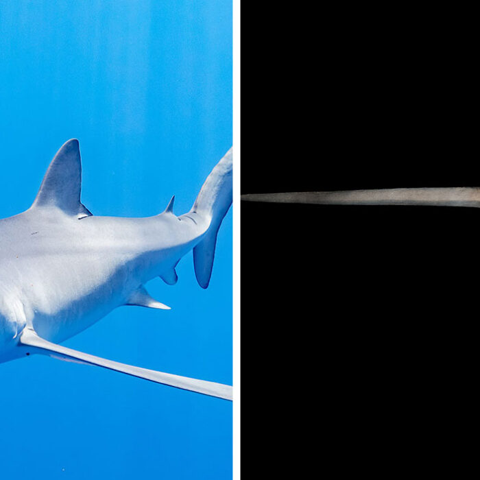 Blue shark and swordfish