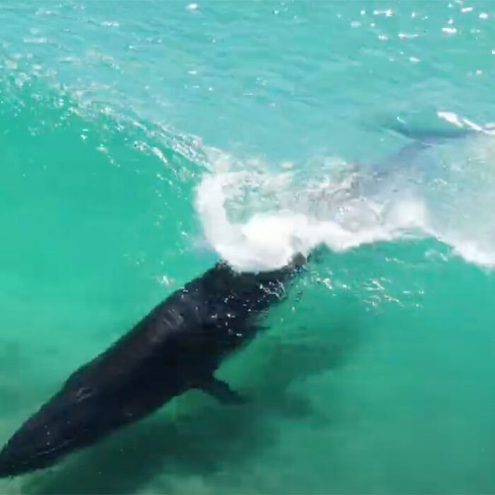 Bryde's whale