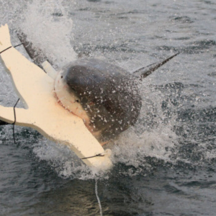 Researchers tested the LED deterrents using a silhouette of a seal. Photo: Current Biology