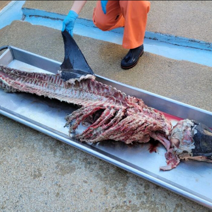 Photo: Marine Mammal Stranding Center // Instagram