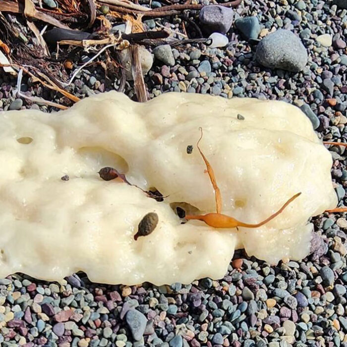 White blobs on Newfoundland beaches