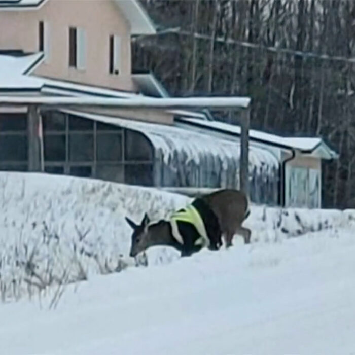 deer in high-vis jacket