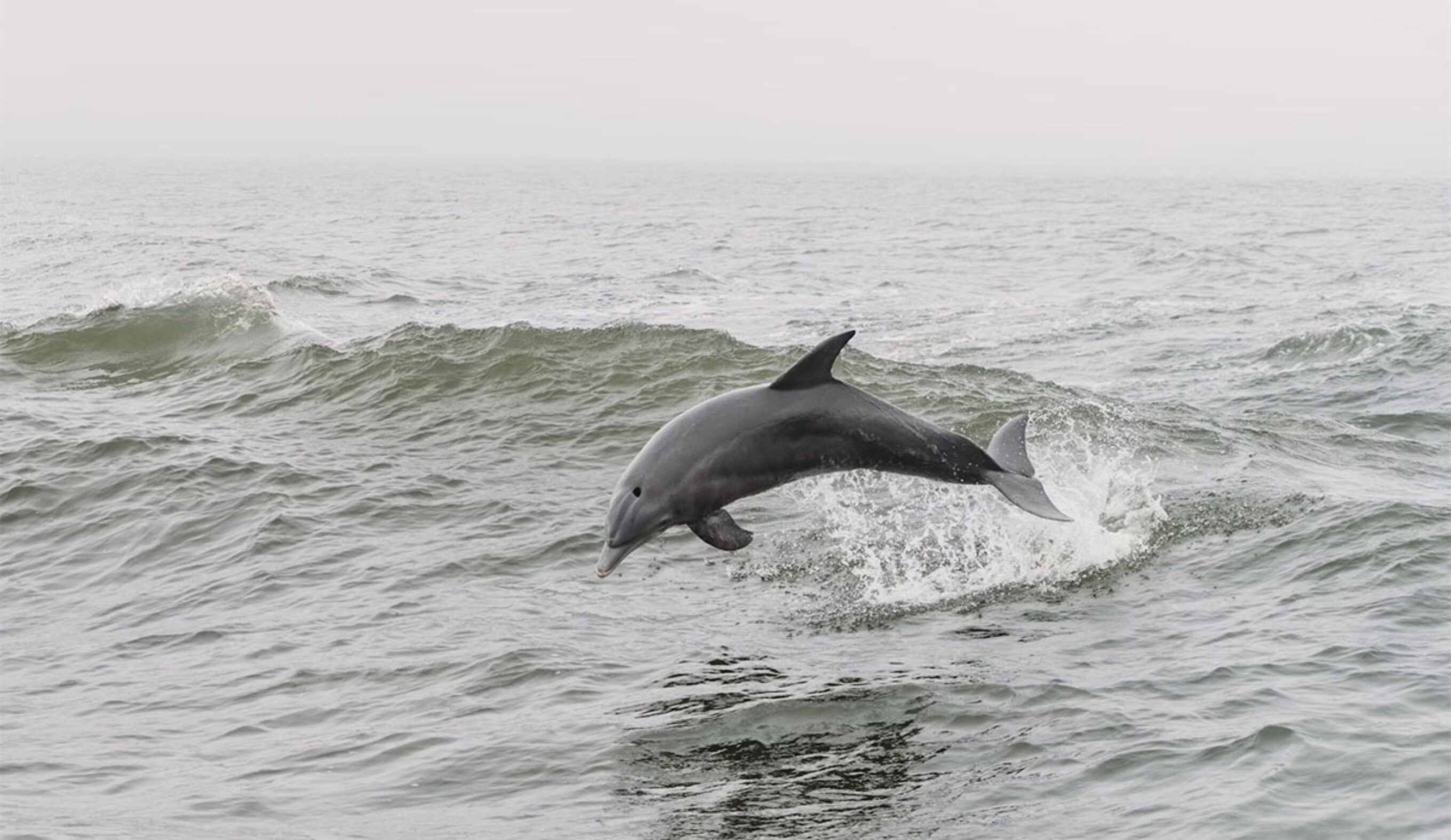 bottlenose dolphin jumping