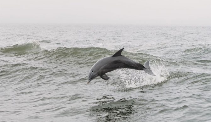 bottlenose dolphin jumping