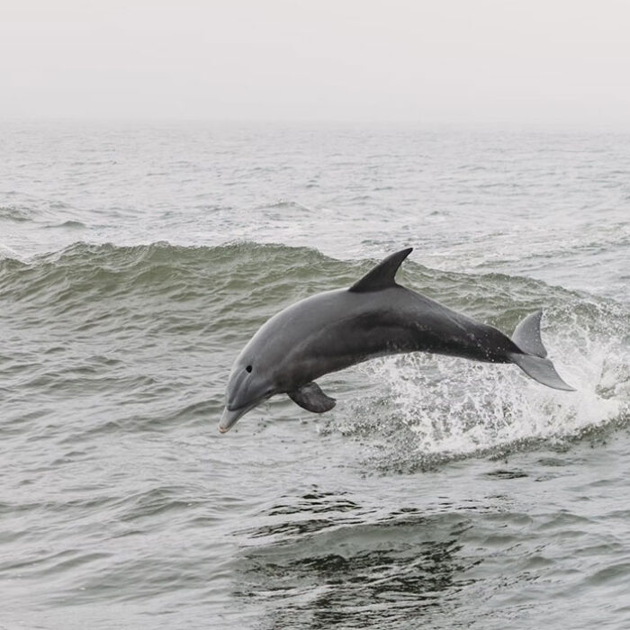 bottlenose dolphin jumping