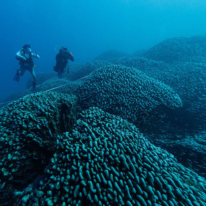 world's largest coral found