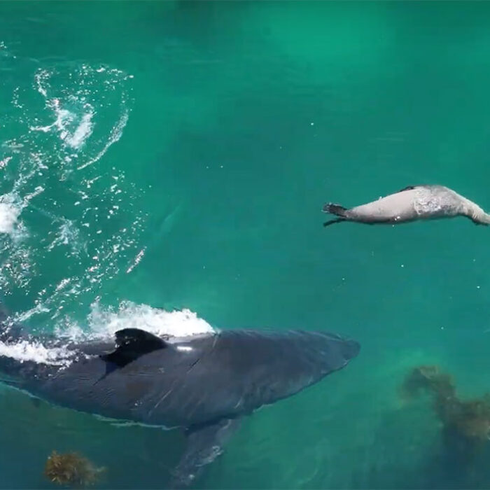 Great white sharks