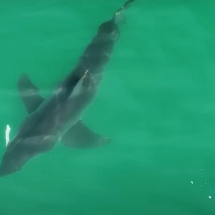 great white shark