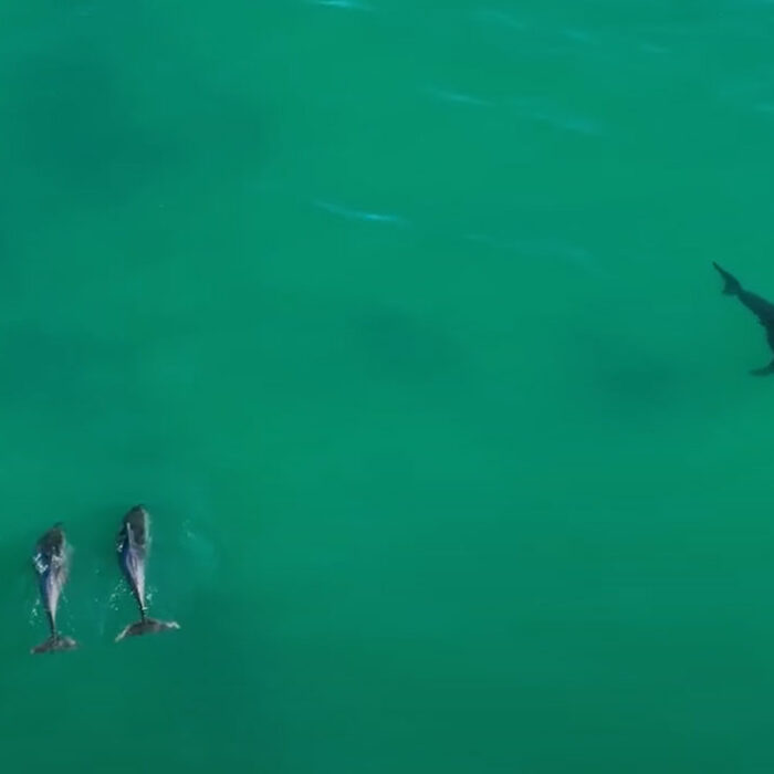 dolphins messing with great white shark