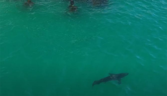 great white shark in Malibu