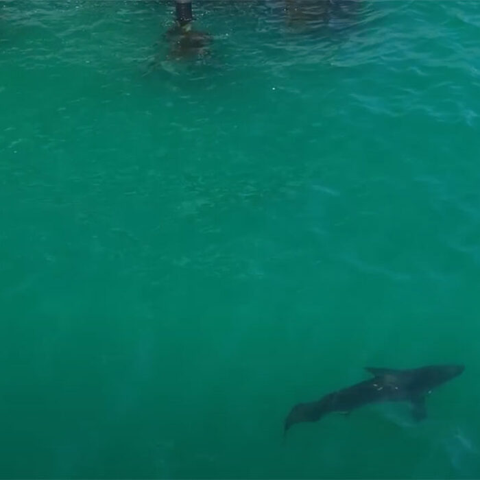 great white shark in Malibu