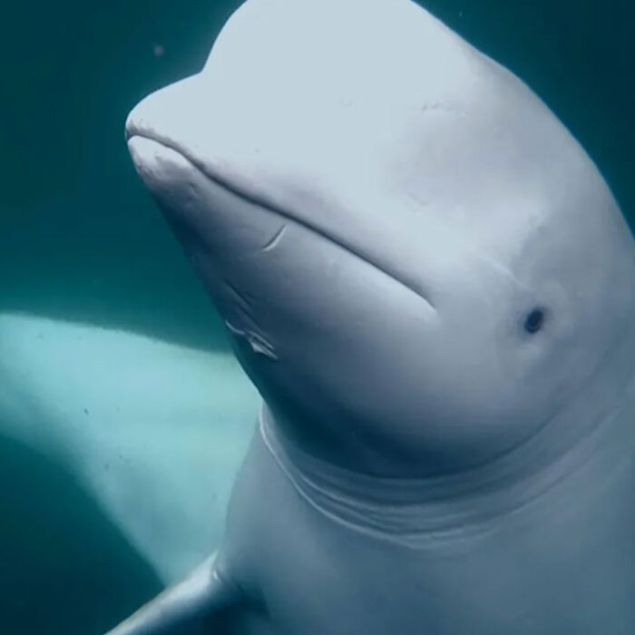 Hvaldimir the beluga whale