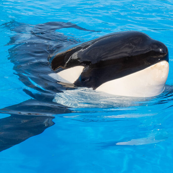 Keto the orca