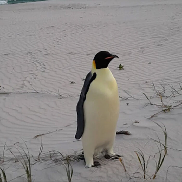 emperor penguin in Australia