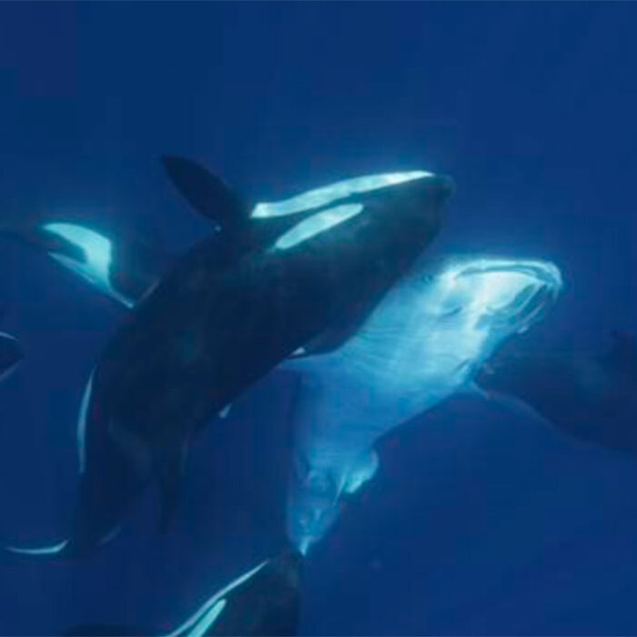 Orcas and whale sharks