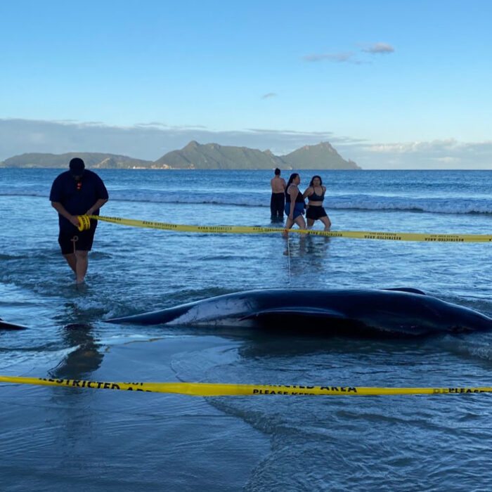 pilot whales stranded in New Zealand.