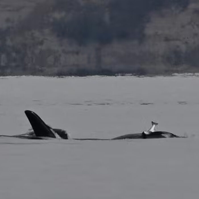 Photo: Jim Pasola // Orca Network