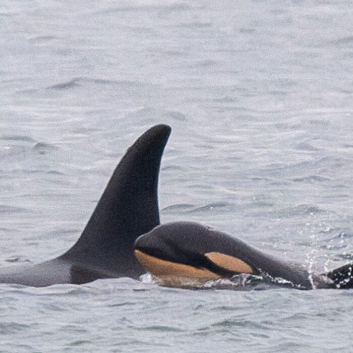 tahlequah the killer whale with new calf