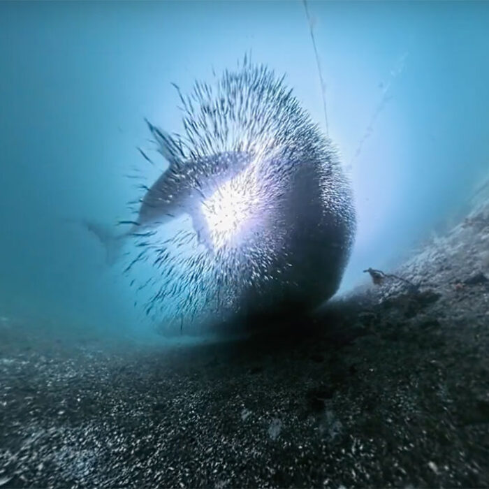 dropped camera films humpback whale