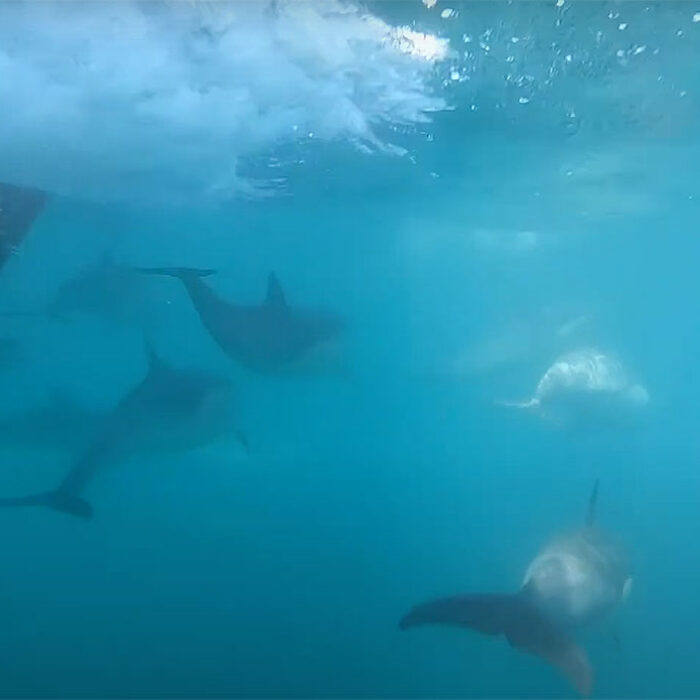 Dolphins bow riding
