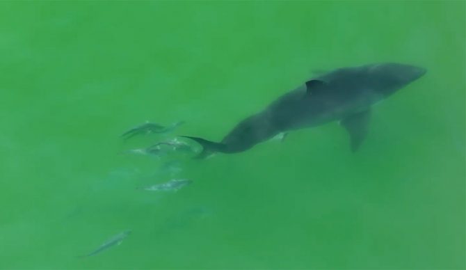 great white shark with scoliosis.