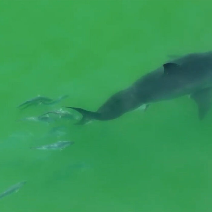 great white shark with scoliosis.