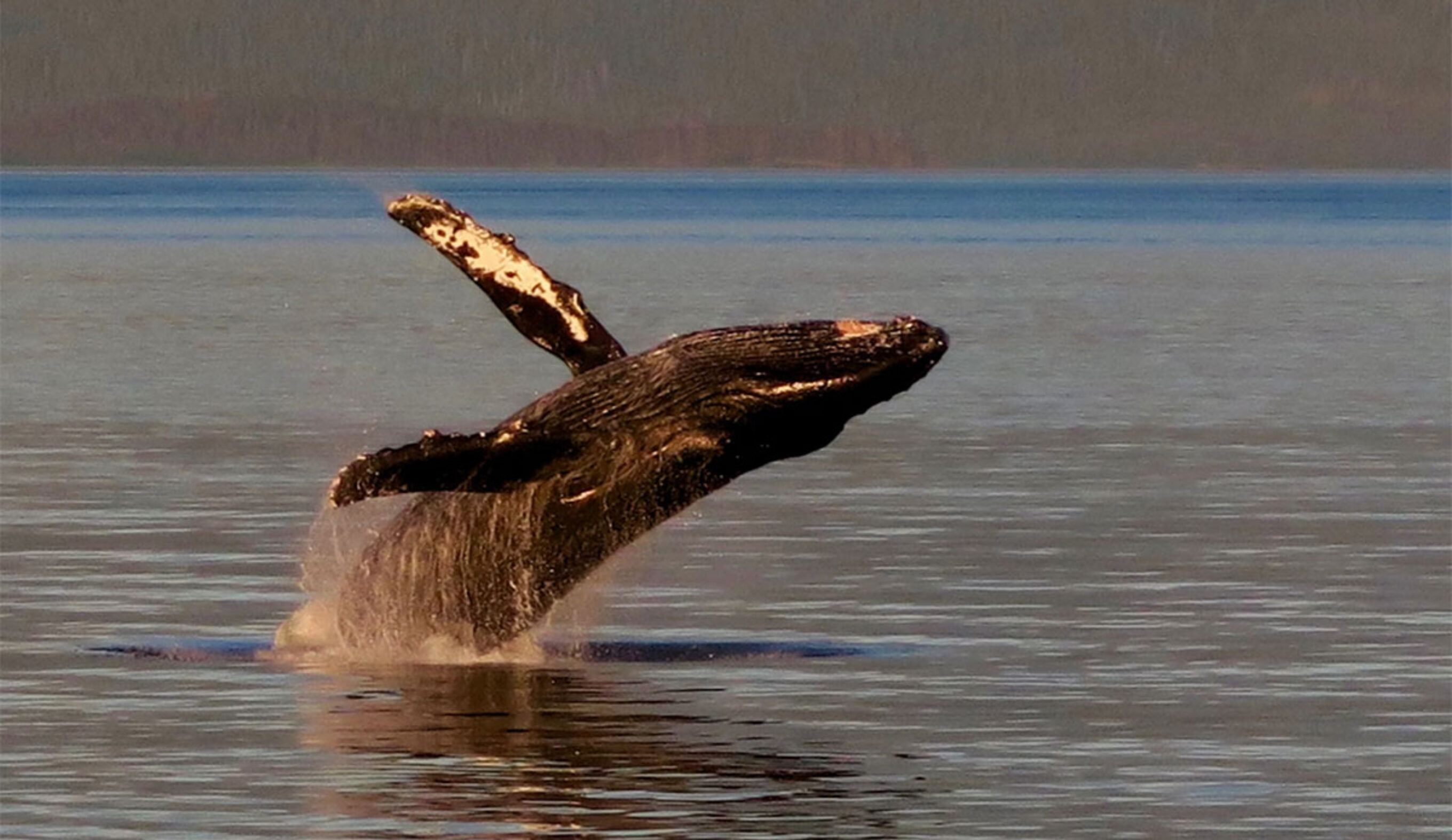 researchers stunned at humpback whale journey