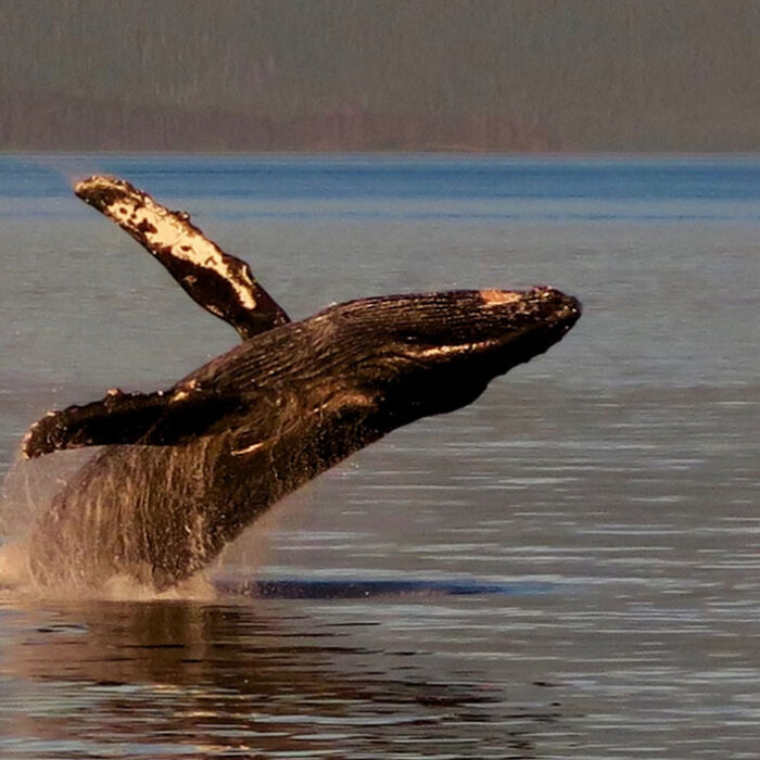 researchers stunned at humpback whale journey