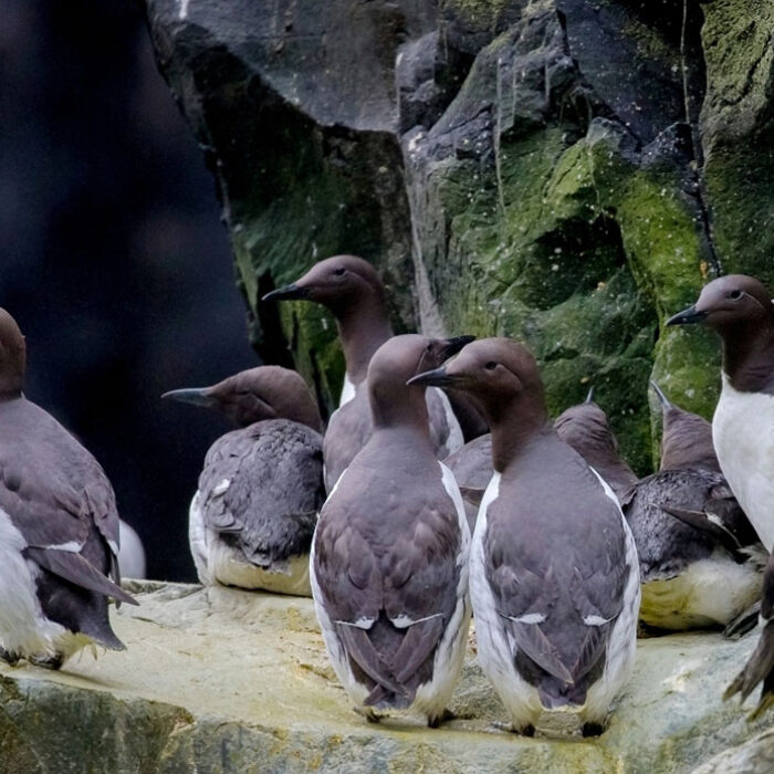 common murres single species die-off