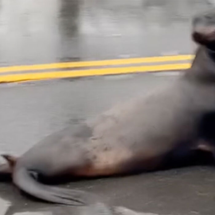 sea lion on highway