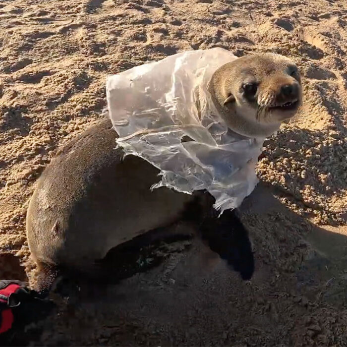 seal pup with plastic bag