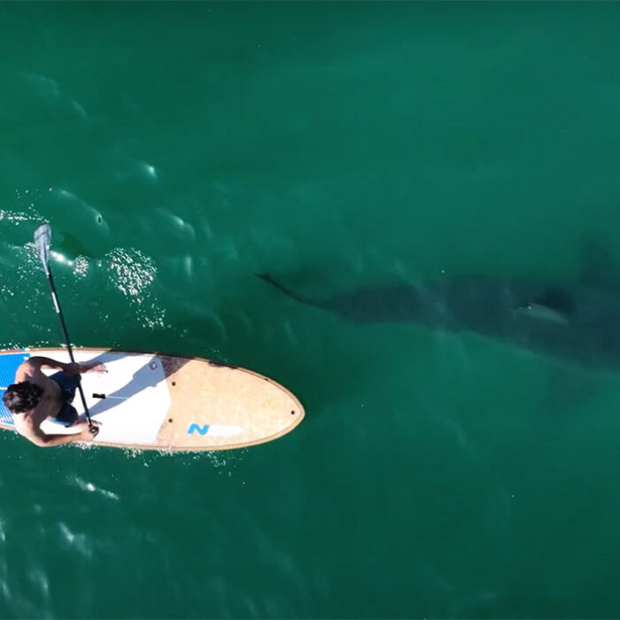 great white shark footage