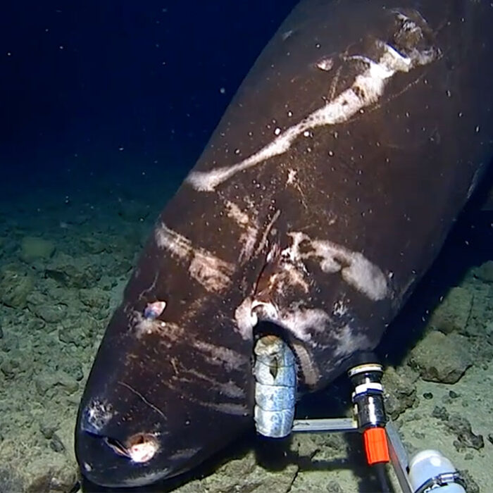pacific sleeper shark