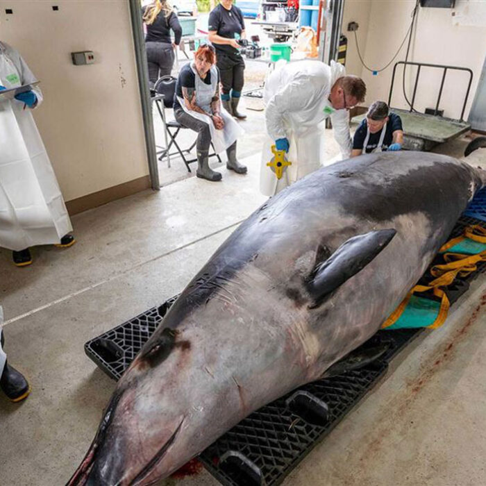 spade-toothed whale