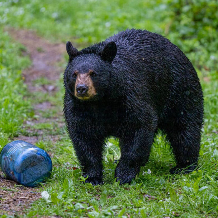 Are Bear Canisters Overpriced?