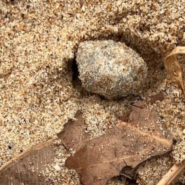 mysterious balls on Sydney beach