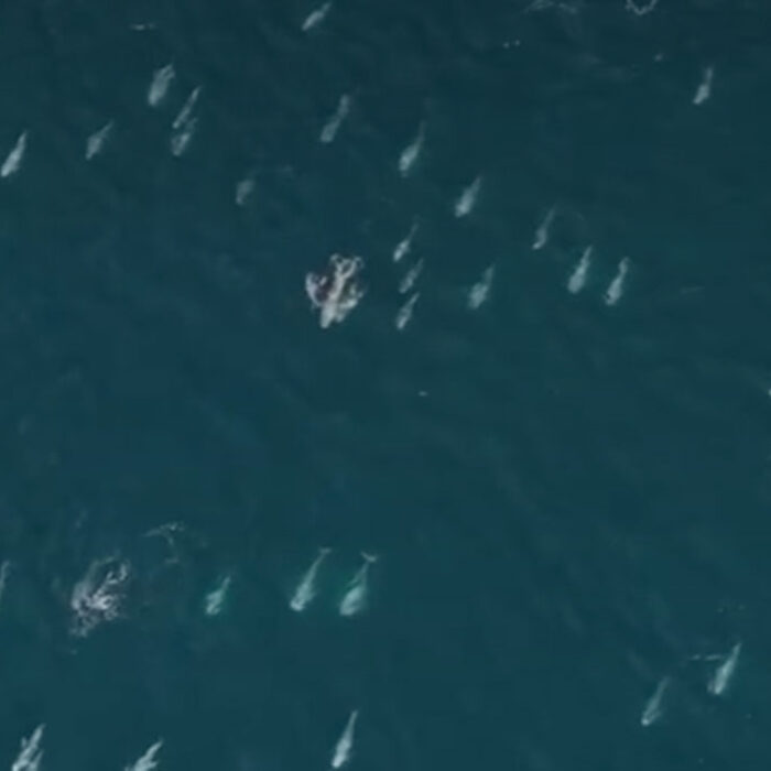 Risso's dolphins