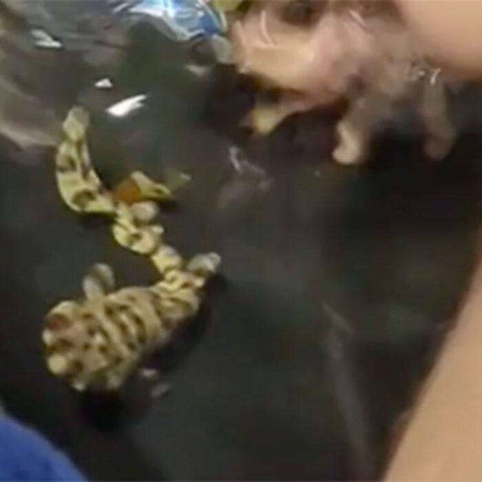 swell shark