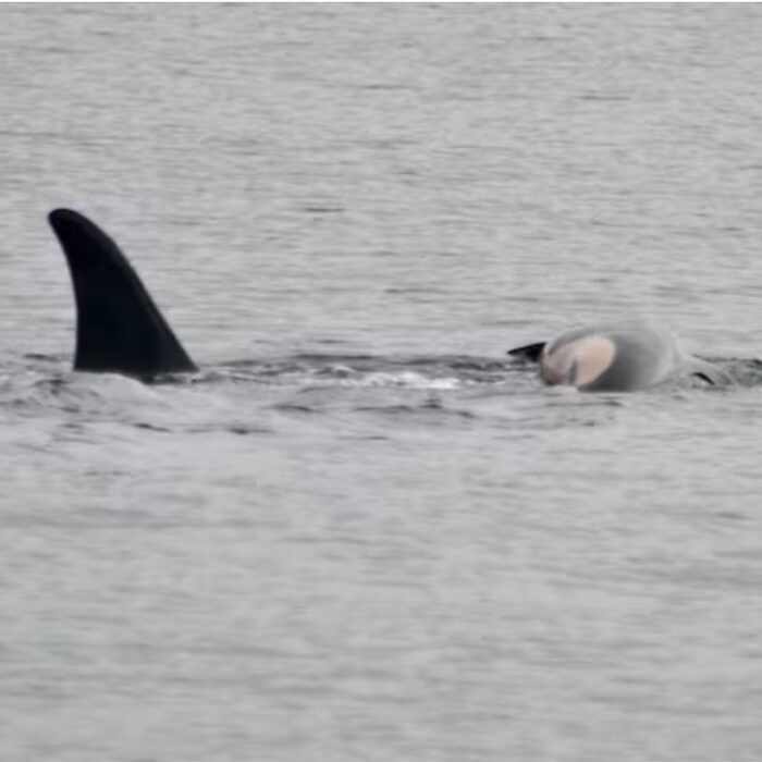 tahlequah the orca