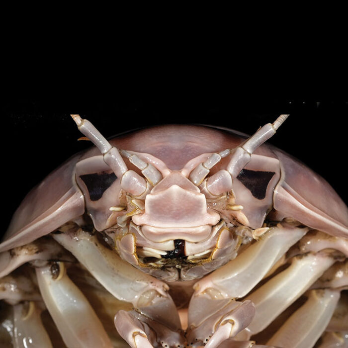 isopod species